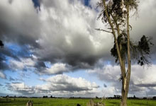 九游VIP-塔斯马尼亚联体能训练升级，备战帕尔梅拉斯半决赛